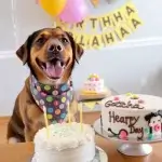 How to Celebrate Your Adopted Dog's Gotcha Day